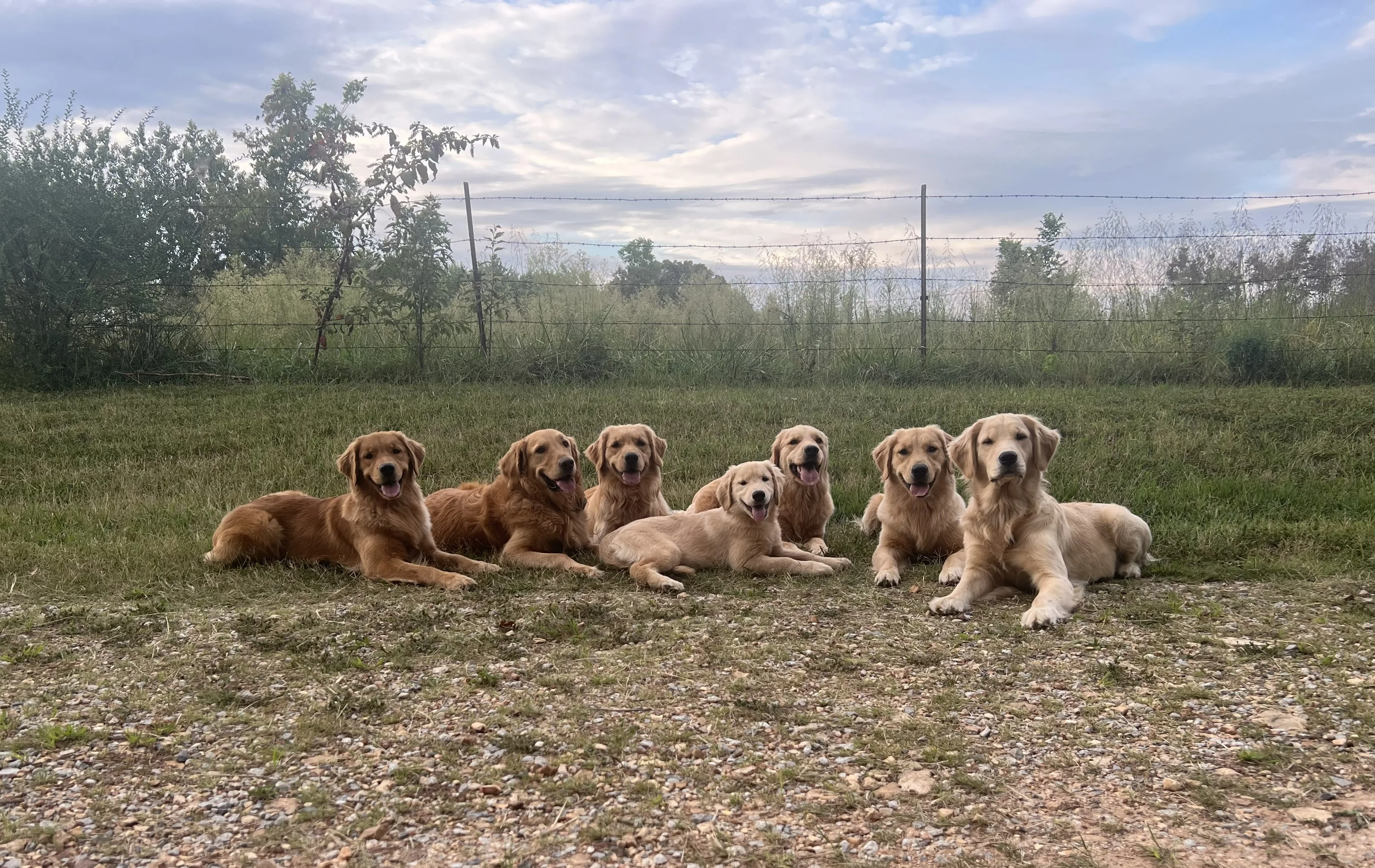 Sleepy Grove Golden Retrievers