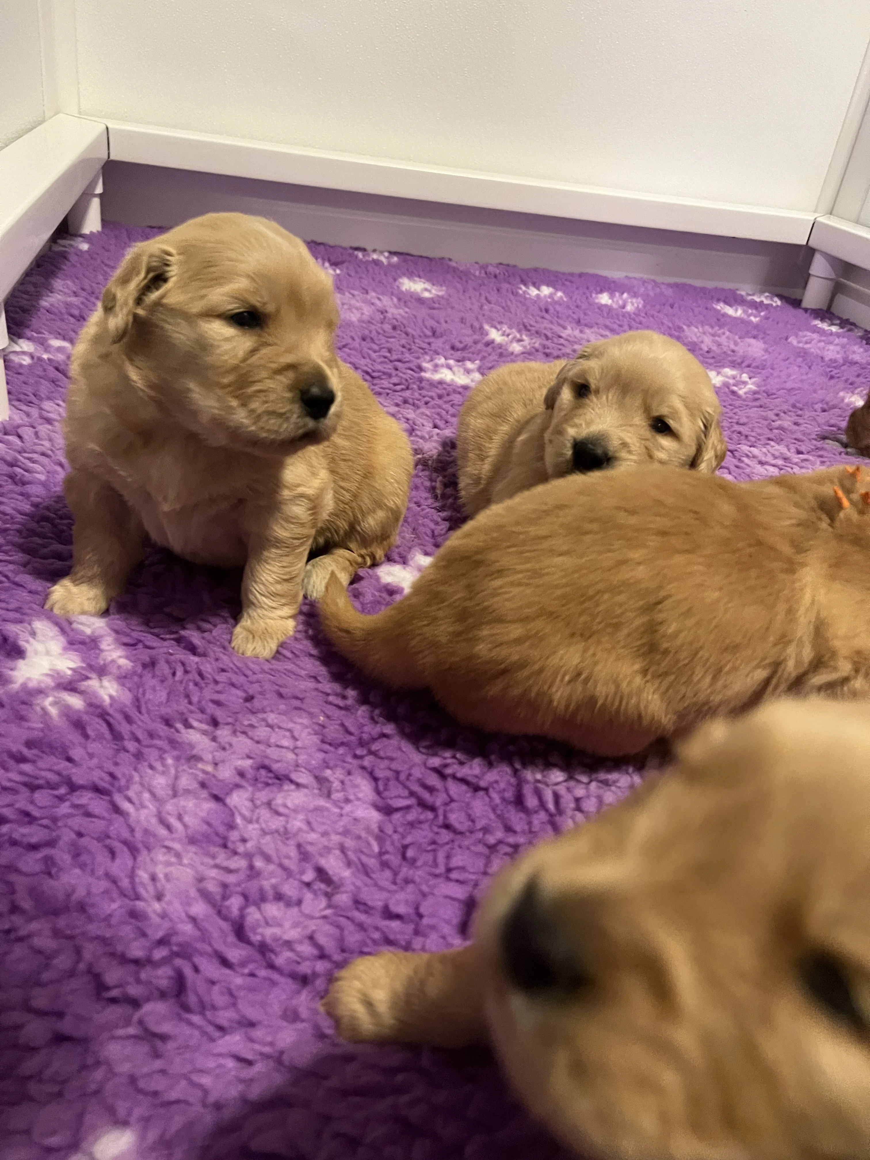 Puppies exploring