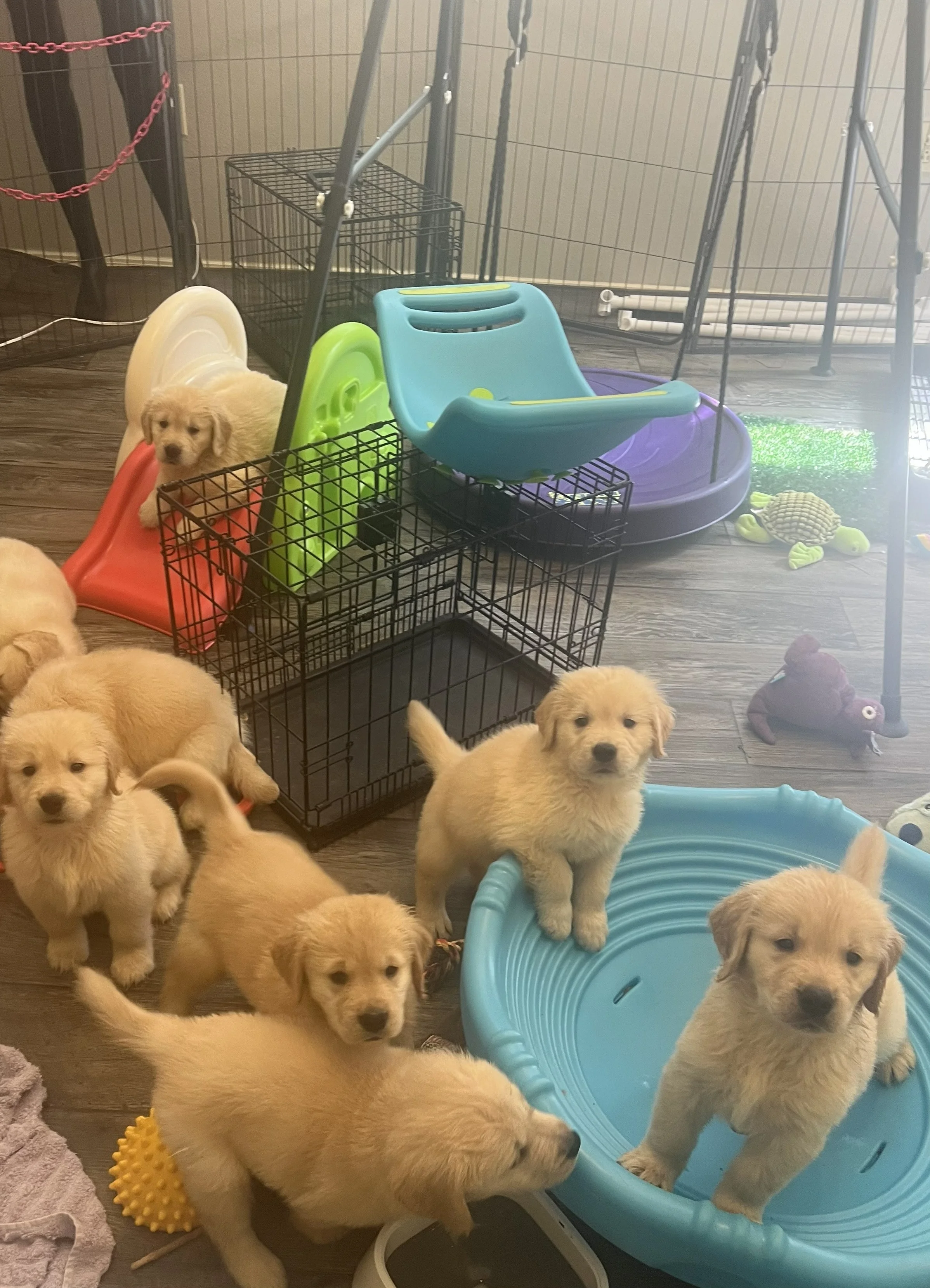 Puppy enrichment