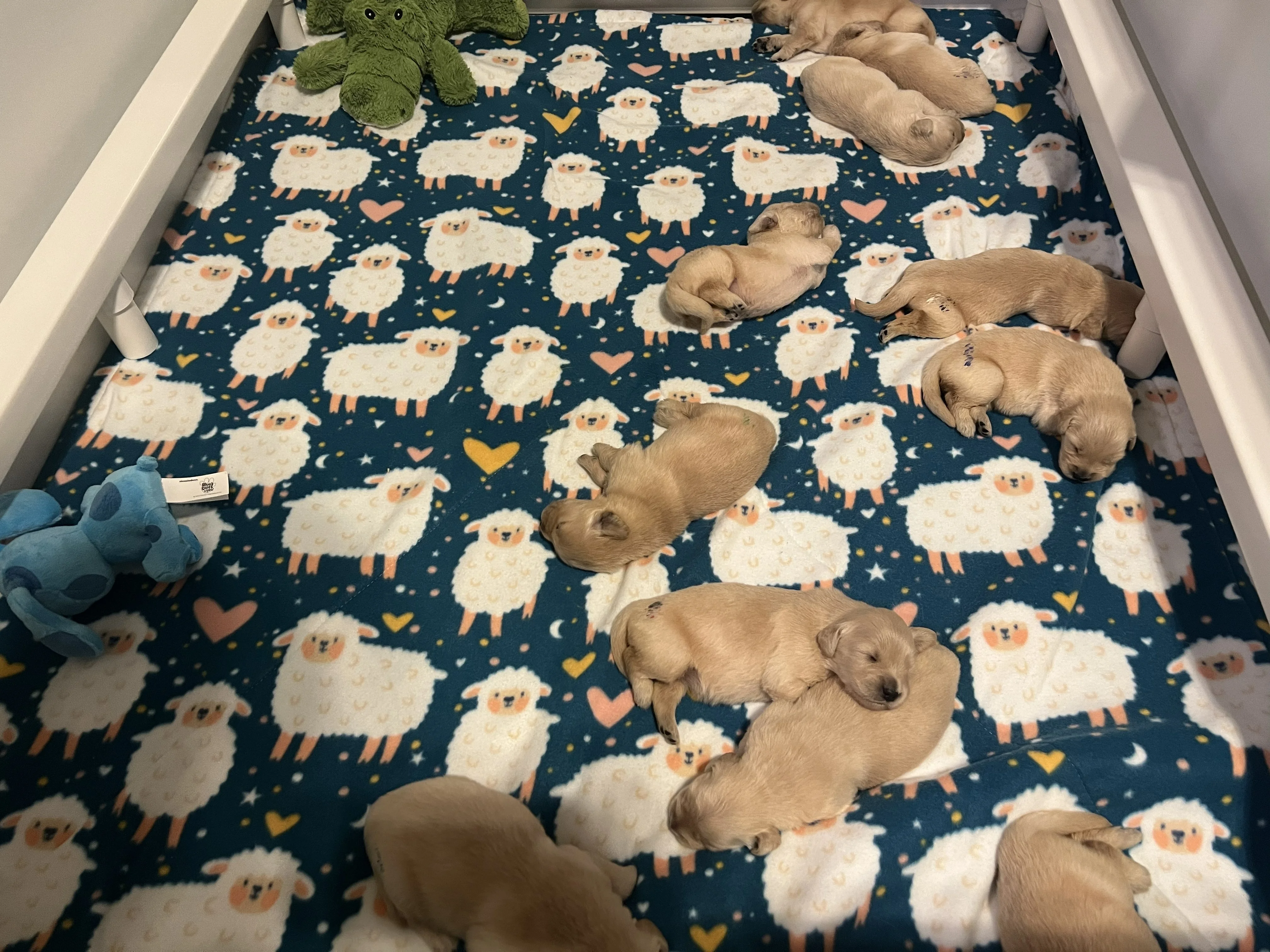 Newborn puppies