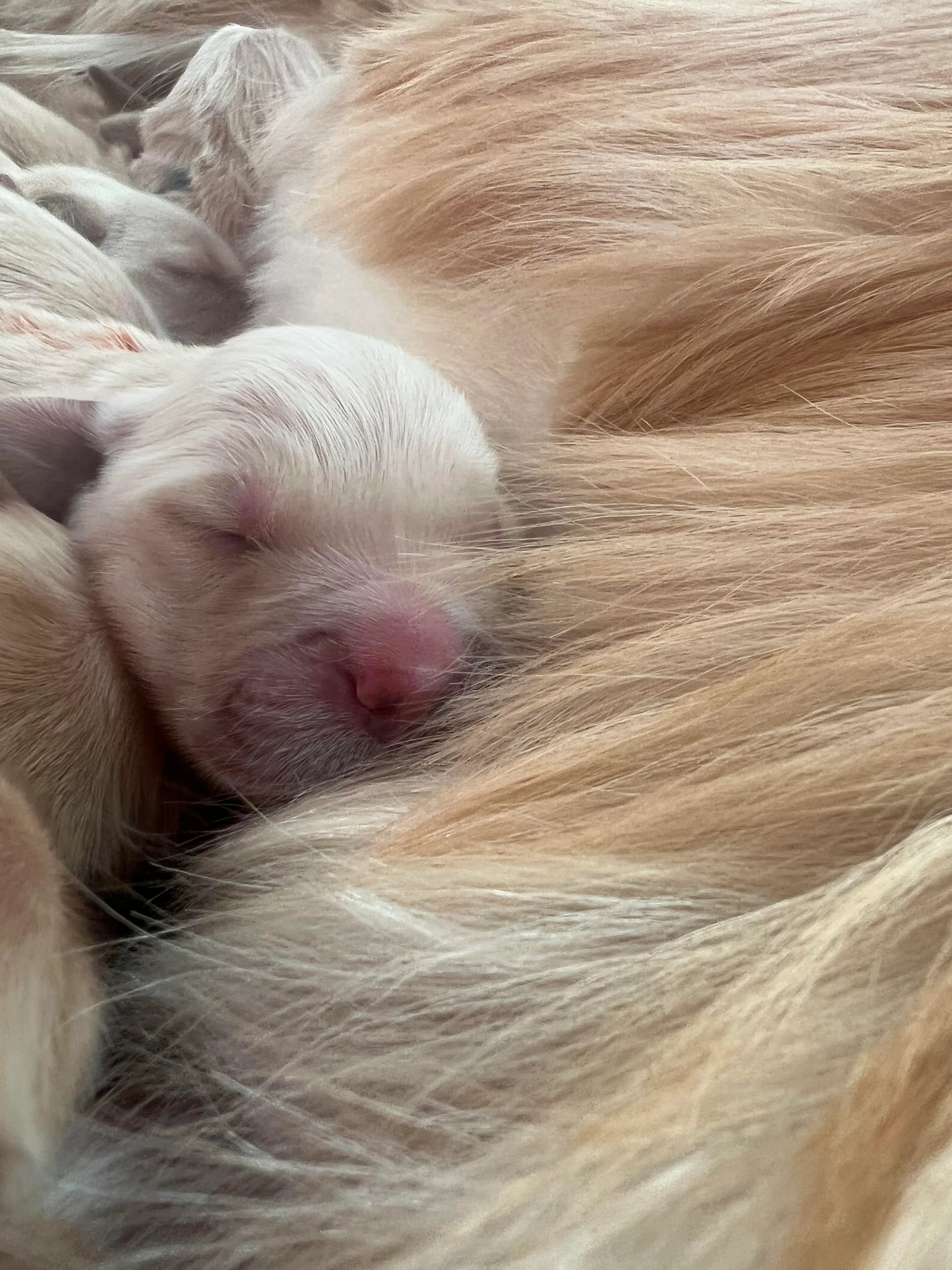 Golden Retriever puppies