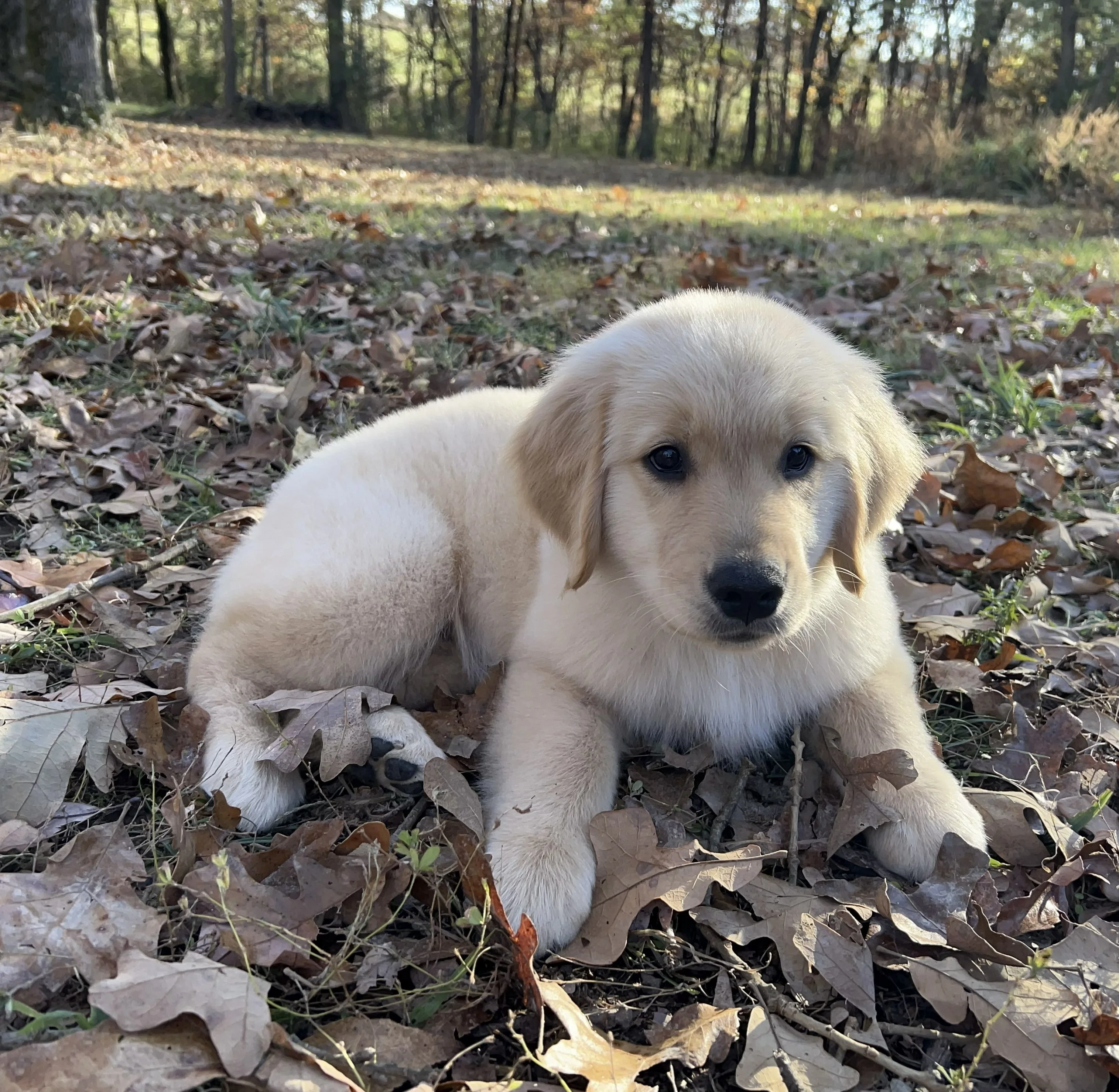 Sleepy Grove puppy