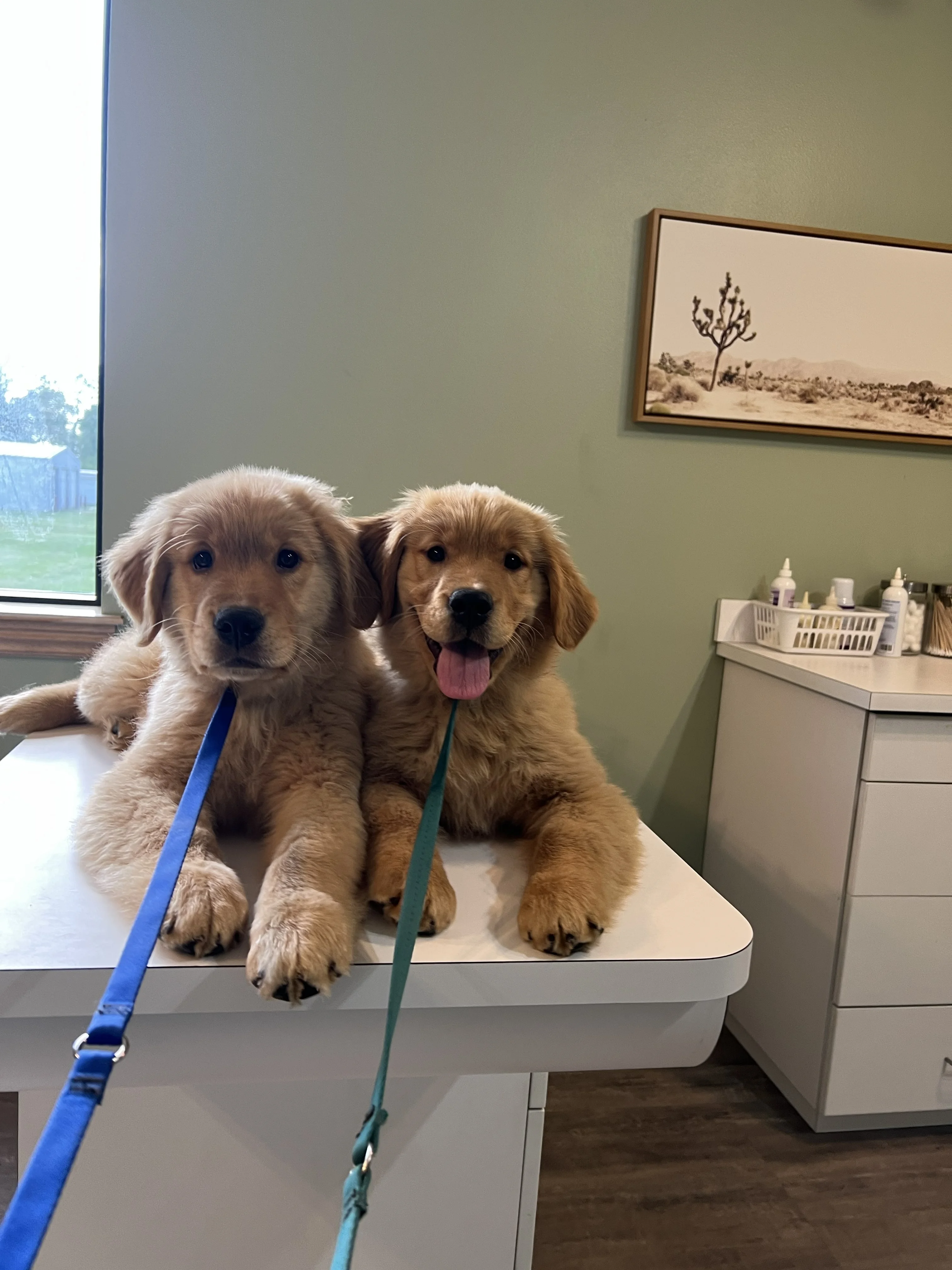 Puppy enrichment