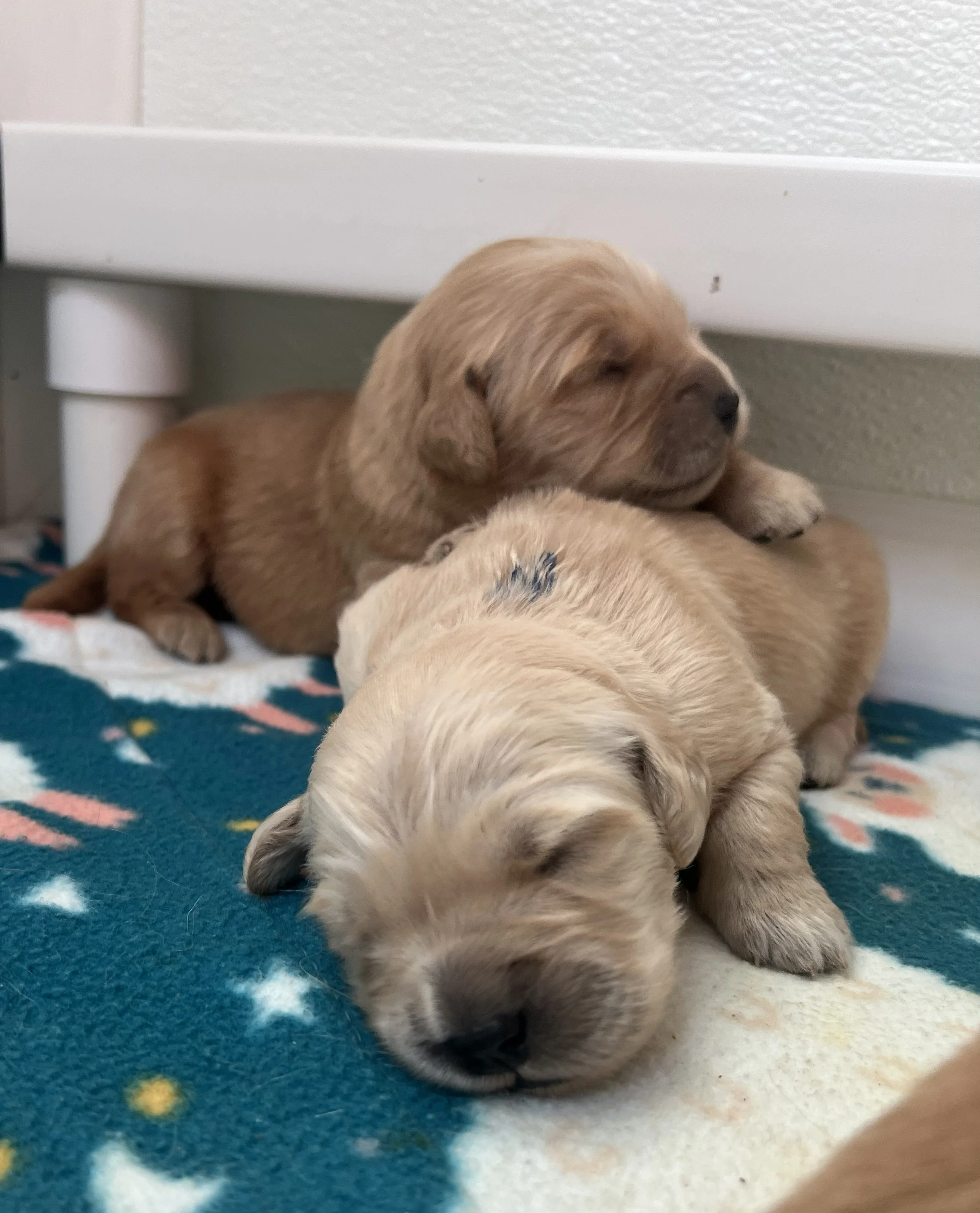 Transitional period puppies